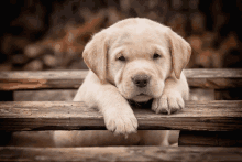 a puppy rests its head on a wooden fence post