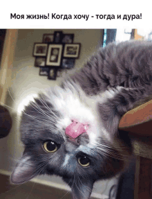 a gray and white cat laying upside down with its tongue out