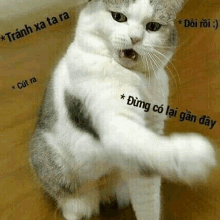 a gray and white cat is sitting on a wooden floor with its mouth open and its paw up .