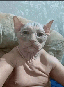 a hairless cat wearing glasses is sitting on a bed