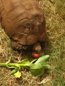 a turtle is eating a tomato while laying in the grass