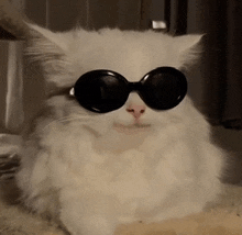 a white cat wearing sunglasses is laying down on a carpet .