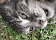 a close up of a cat laying down in the grass