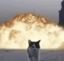 a black and white cat is standing in front of a large explosion .