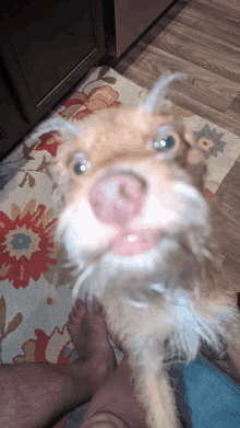 a close up of a dog 's nose with a person 's feet in the background