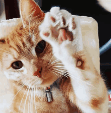 a close up of a cat 's paw with a collar