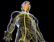 a computer generated image of a man 's nervous system with a black background .