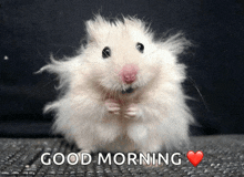 a picture of a hamster with the words " good morning " above it