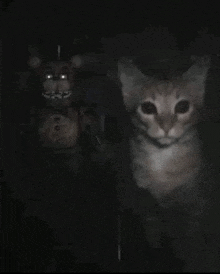 a cat is sitting next to a stuffed animal in the dark .