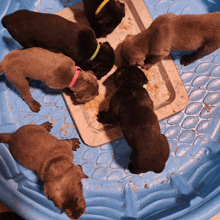 a group of puppies are eating food in a blue bowl