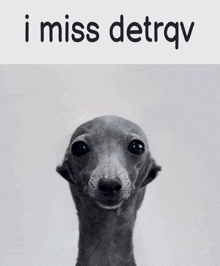 a picture of a dog with the words " i miss detrqv " written above it