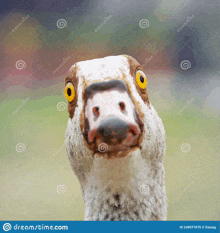 a close up of a goose with yellow eyes looking at the camera .