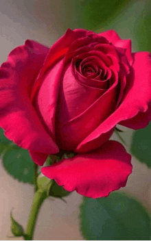 a close up of a bright pink rose with a green stem