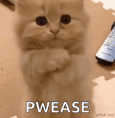 a kitten is standing on its hind legs and looking at the camera .