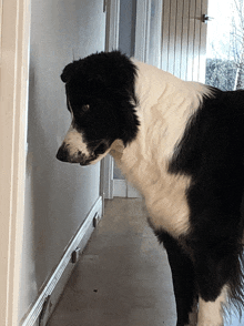 a black and white dog is standing next to a wall