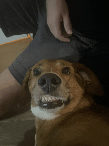 a close up of a dog 's face with a person 's hand on it