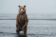 a brown bear standing on its hind legs in a body of water