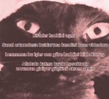 a black and white photo of a cat with the words biradar haddini asma written above it