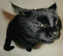 a black cat with horns on its ears looks at the camera .