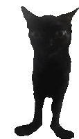 a black cat with long legs is standing on a white surface .