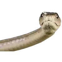 a close up of a snake 's head and neck on a white background