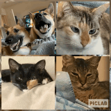 a collage of four pictures of cats and a dog with the word piclab in the corner