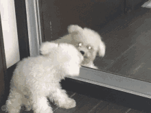 a small white dog looking at itself in a mirror