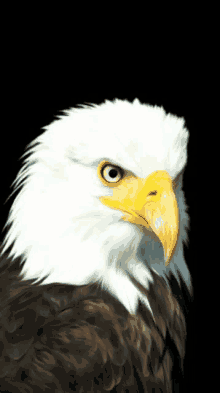 a bald eagle with a yellow beak looks at the camera