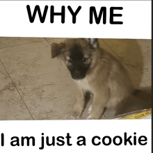 a picture of a puppy with the words why me i am just a cookie above it