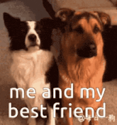 two dogs are standing next to each other with the words me and my best friend written on the bottom