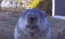 a close up of a groundhog looking at the camera with its mouth open .