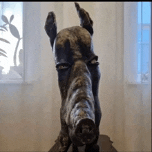 a statue of a pig 's head is on a table in front of a window