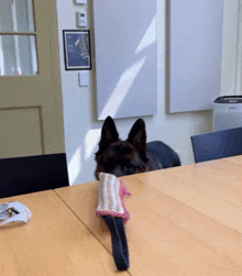 a german shepherd laying on a table with a toy in its mouth