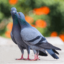 a couple of pigeons standing next to each other on a sidewalk