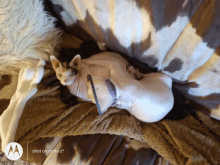 a hairless cat is laying on a brown and white blanket with a motorola logo in the corner