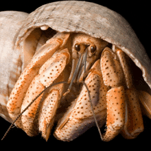 a close up of a hermit crab in its shell