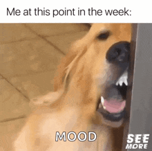 a dog with its mouth open and a caption that says me at this point in the week