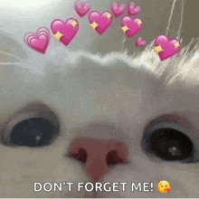 a close up of a cat 's face with pink hearts and the words " don 't forget me " below it