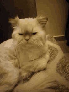 a fluffy white cat is laying on a couch and looking at the camera