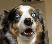 a close up of a dog 's face with its mouth open