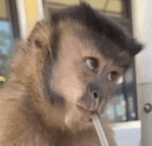 a monkey is drinking through a straw .