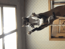 a cat is hanging from a rope in a room with a window