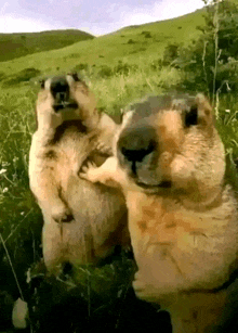 a couple of ground squirrels standing in a grassy field looking at the camera