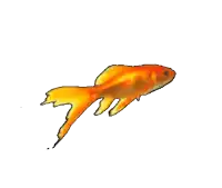 a drawing of a goldfish with a long tail on a white background