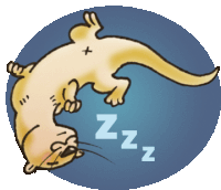 a cartoon of an otter sleeping on its back with the letter zzz below it