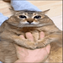 a cat is being held by a person 's hand and looking at the camera .