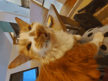 an orange and white cat laying on a couch with a laptop in the background