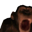 a close up of a monkey yawning with its mouth open .