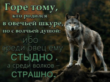 a wolf is standing on a rock with a quote in russian behind it