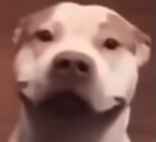 a close up of a dog 's nose with a brown background